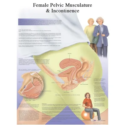 Fabrication Enterprises - From: 12-4632L To: 12-4632P - Anatomical Chart female urinary incontinence chart, laminated